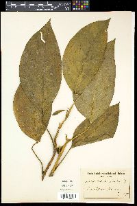 Image of Culcasia scandens