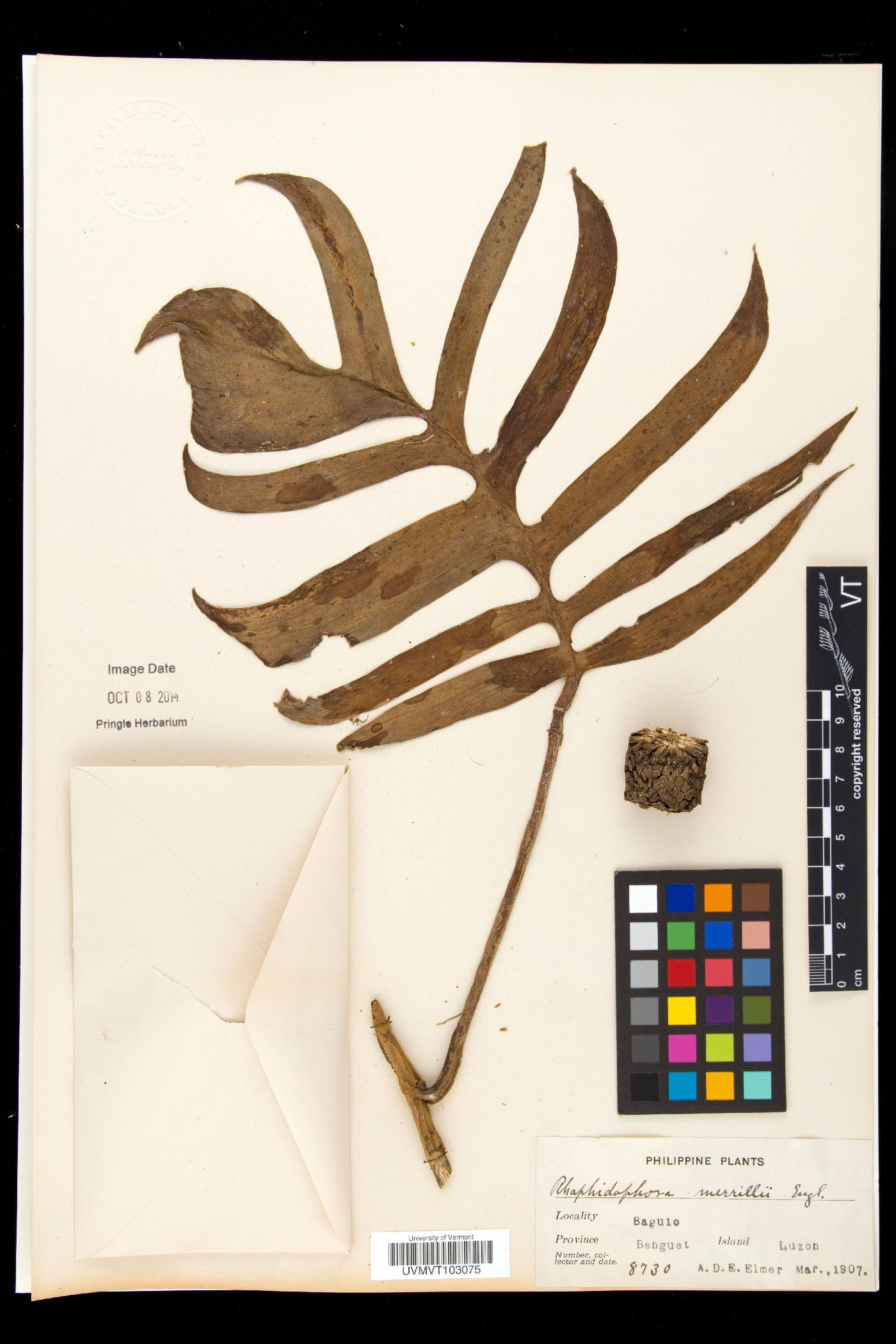 Epipremnum pinnatum image
