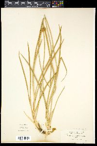 Tofieldia occidentalis image