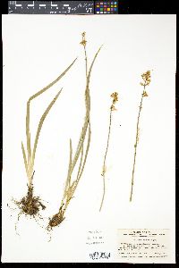 Triantha japonica image