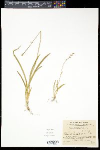 Tofieldia coccinea subsp. coccinea image