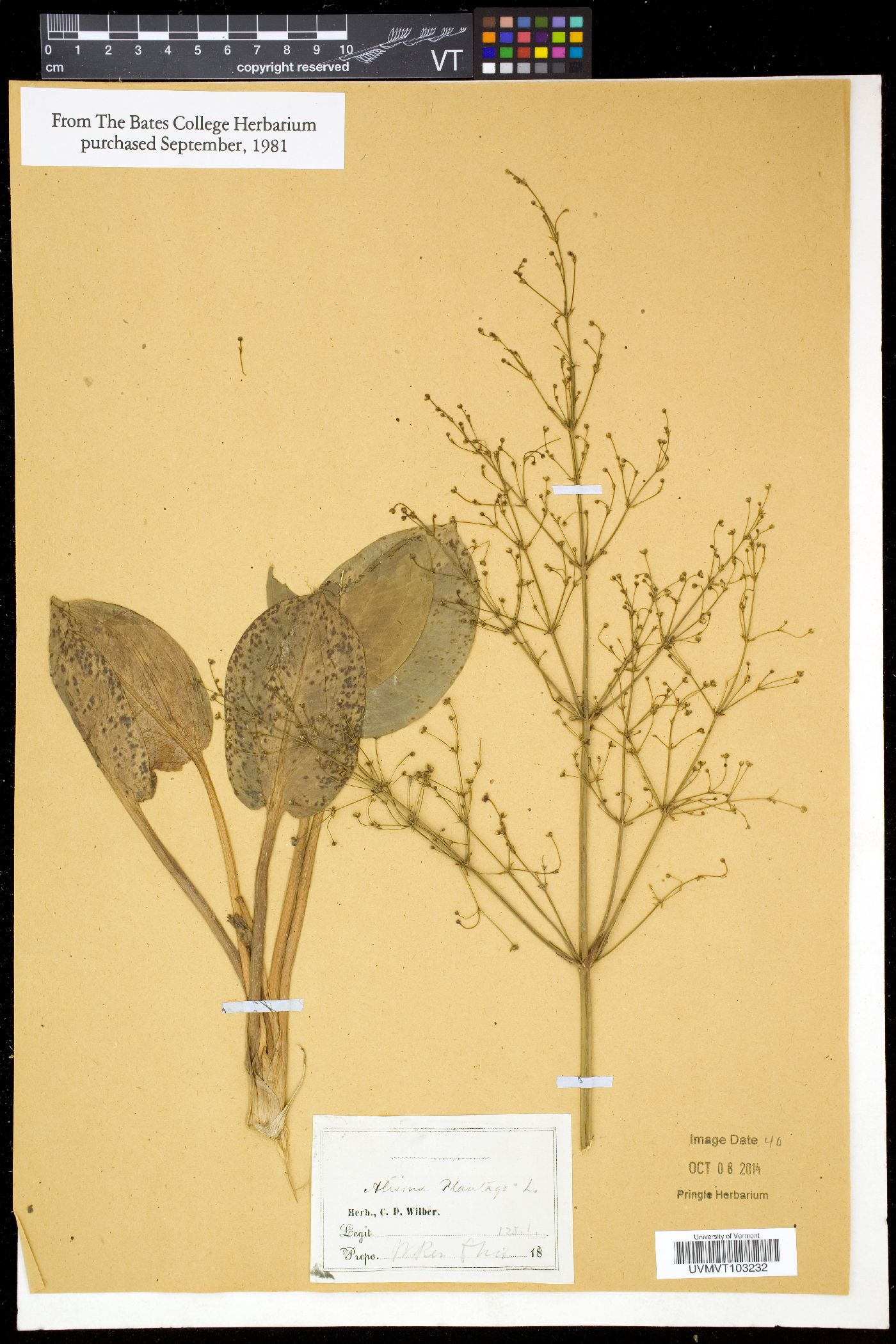 Alisma plantago image