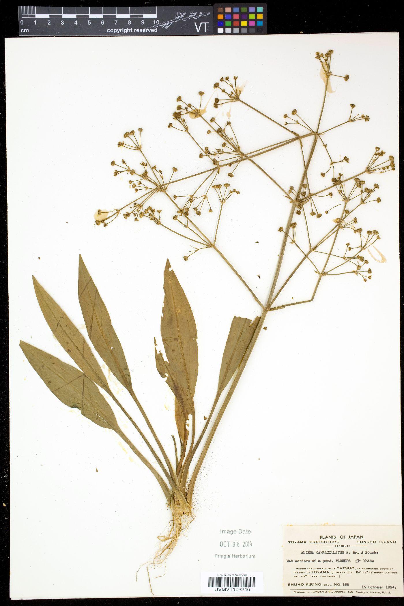Alisma canaliculatum image