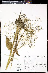 Alisma plantago-aquatica image