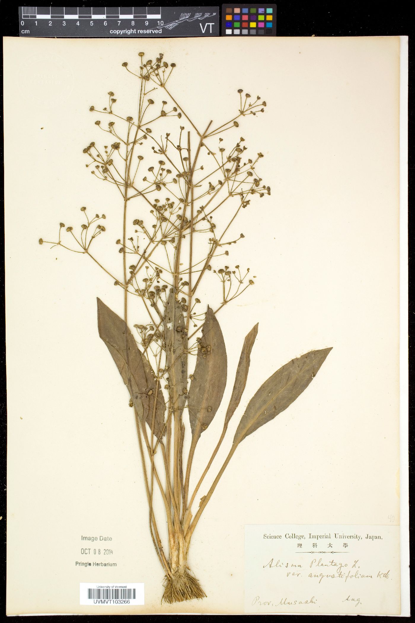 Alisma plantago image