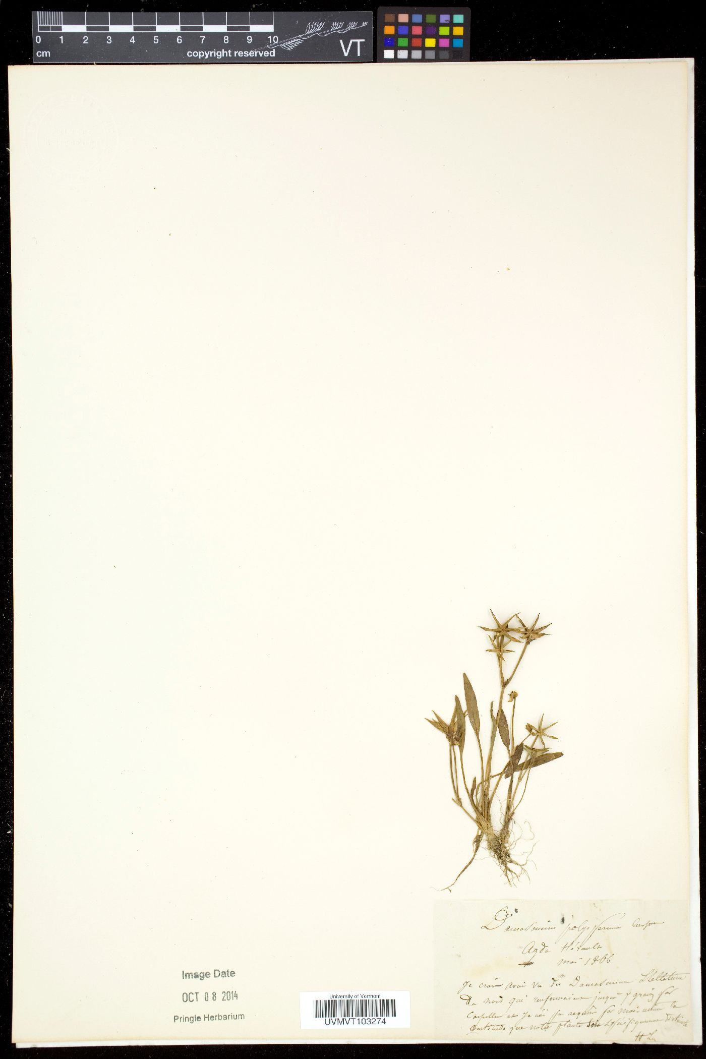 Damasonium polyspermum image