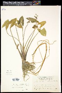 Sagittaria cuneata image