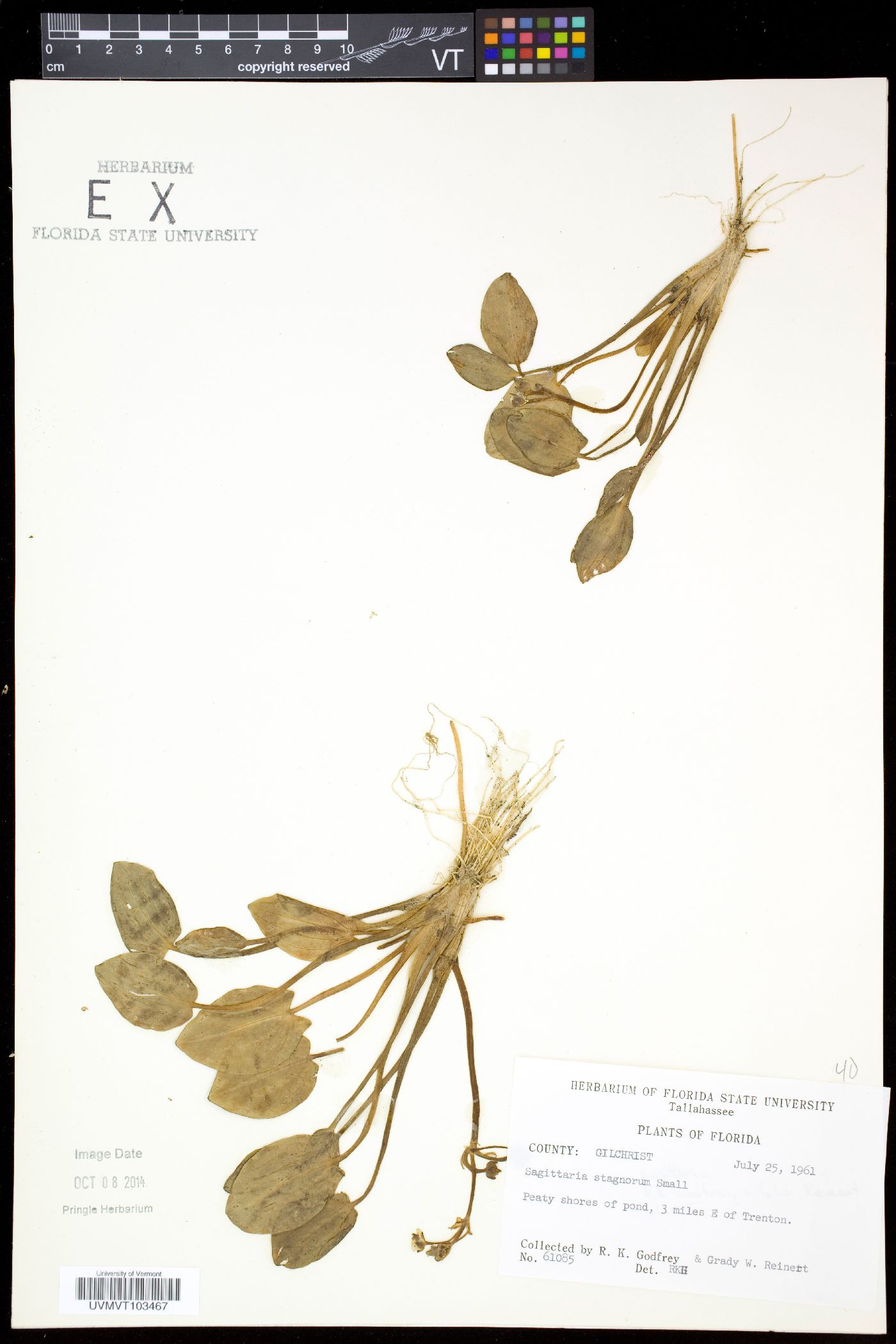 Sagittaria stagnorum image