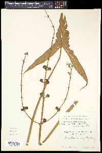 Sagittaria sagittifolia image