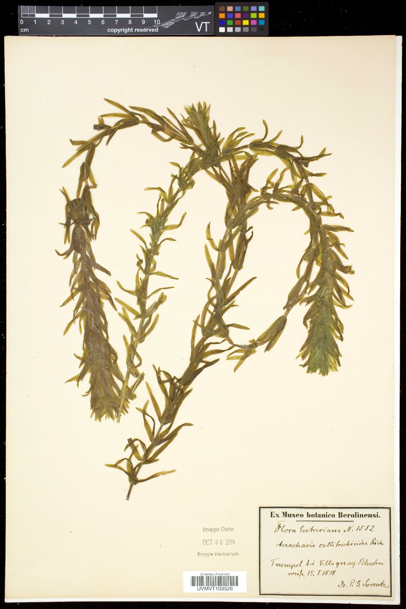 Elodea callitrichoides image