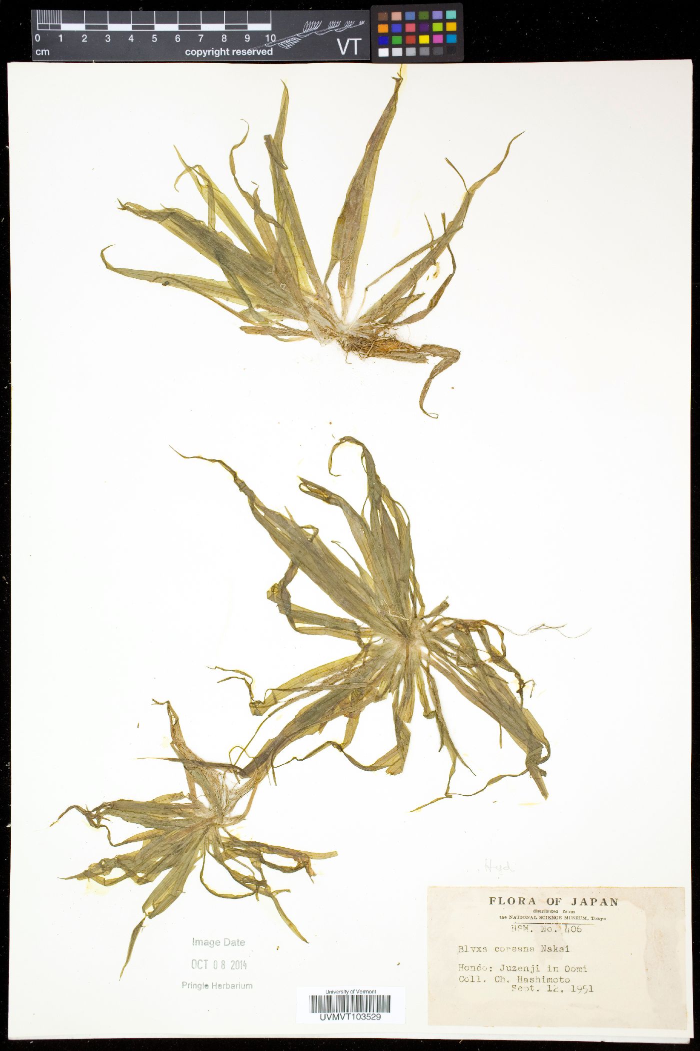 Sagittaria pygmaea image
