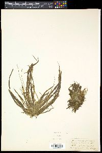 Blyxa octandra image