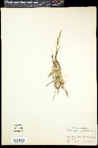 Scheuchzeria palustris image