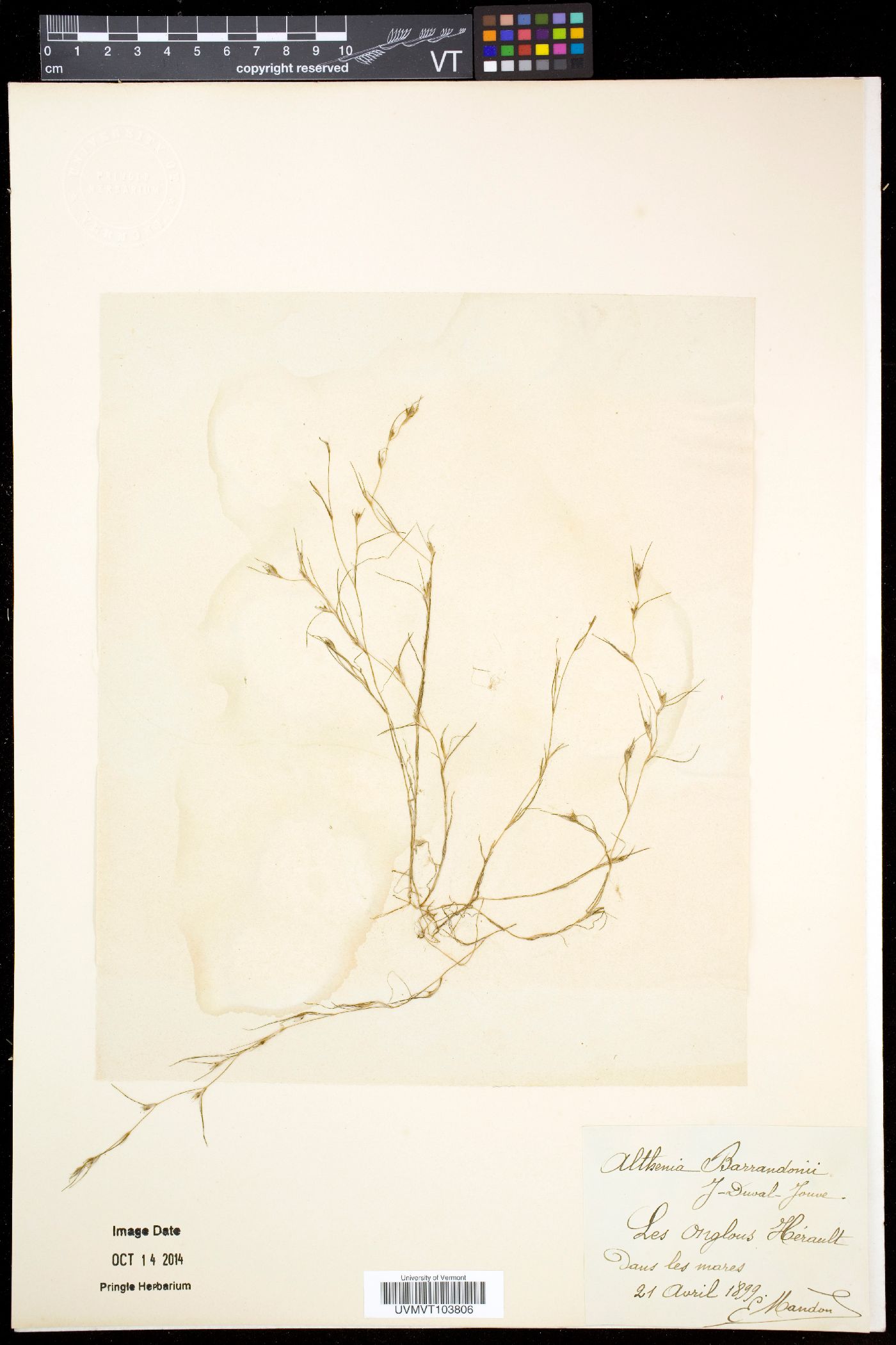 Althenia image