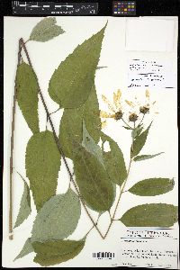 Helianthus decapetalus image