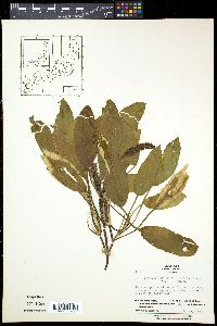 Image of Potamogeton distinctus