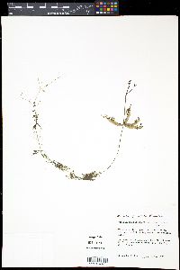 Utricularia radiata image