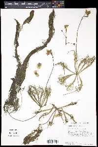 Utricularia inflata image