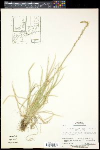Image of Aletris spicata