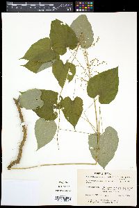 Dioscorea villosa image