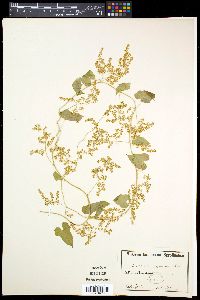 Dioscorea sinuata image