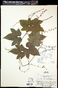 Dioscorea quinquelobata image