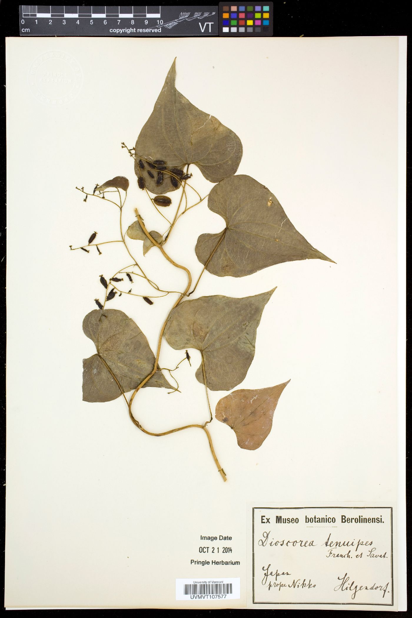 Dioscorea tenuipes image