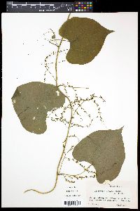 Dioscorea tokoro image