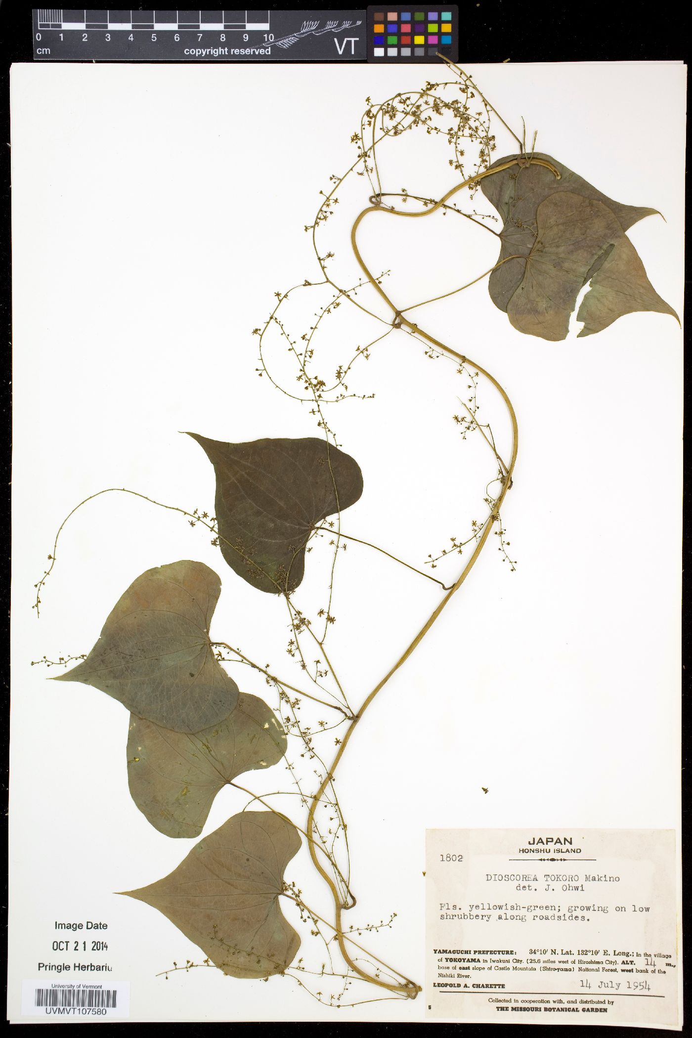 Dioscorea tokoro image