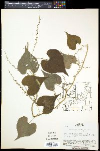 Dioscorea tokoro image