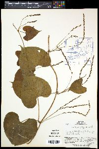 Dioscorea tokoro image