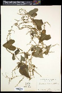 Dioscorea tokoro image