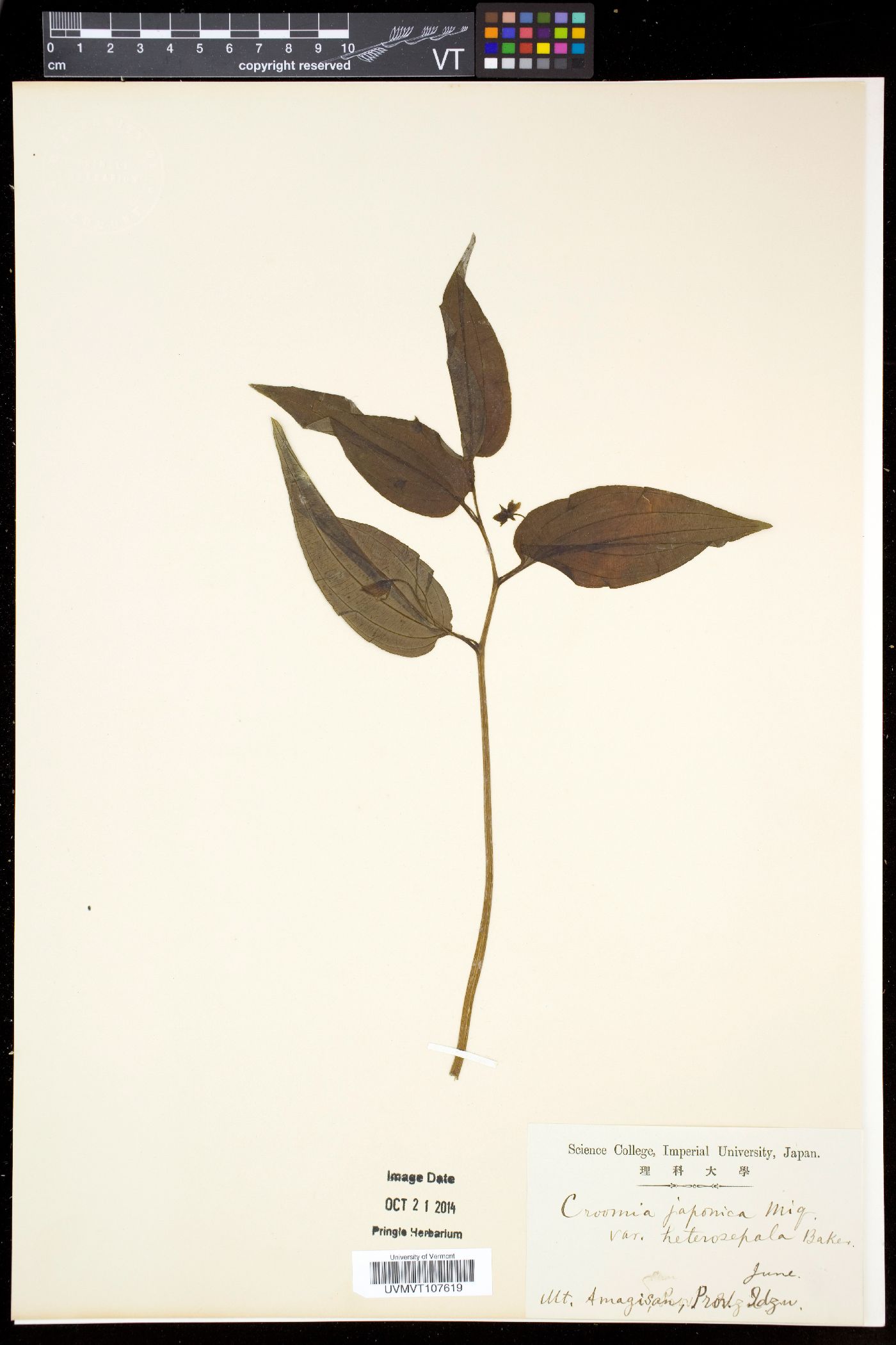 Croomia japonica image
