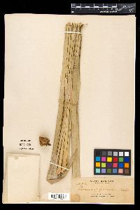 Pandanus paloensis image