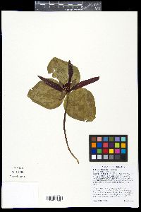 Trillium decumbens image