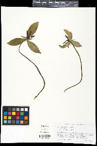 Image of Trillium lancifolium