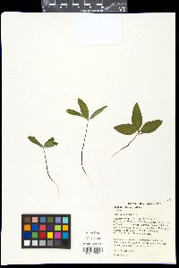 Image of Trillium pusillum