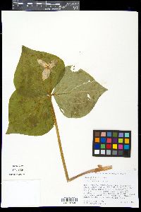 Image of Trillium simile