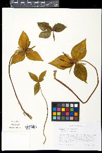 Trillium viridescens image