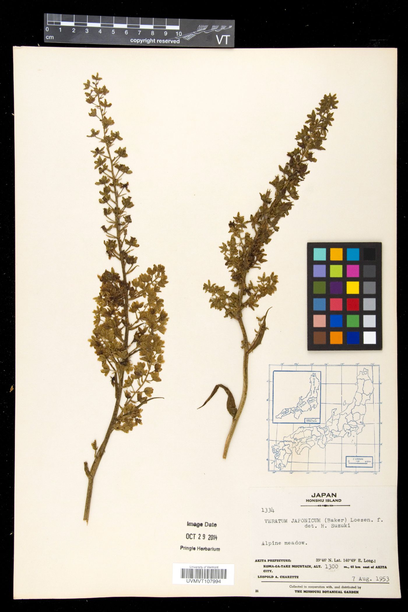 Veratrum maackii var. parviflorum image