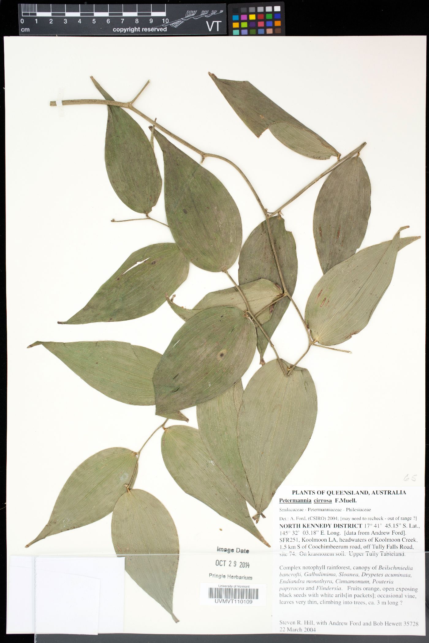 Petermannia cirrosa image