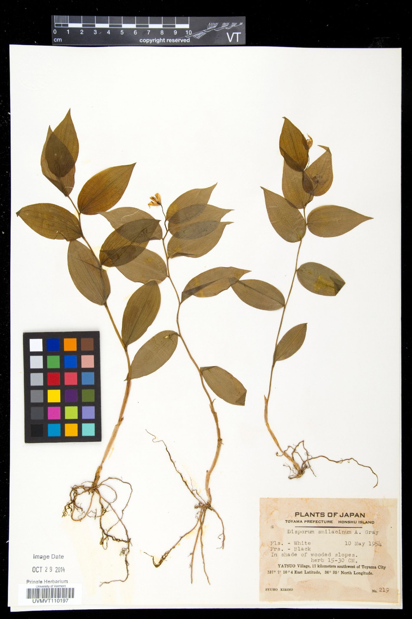Disporum smilacinum image