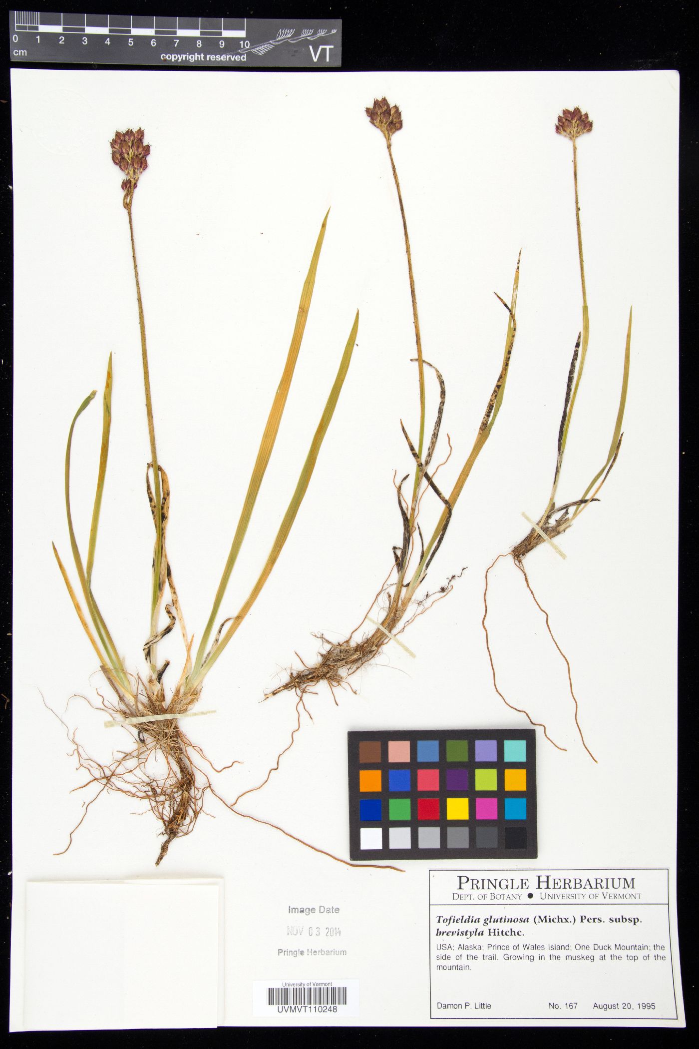 Triantha occidentalis image