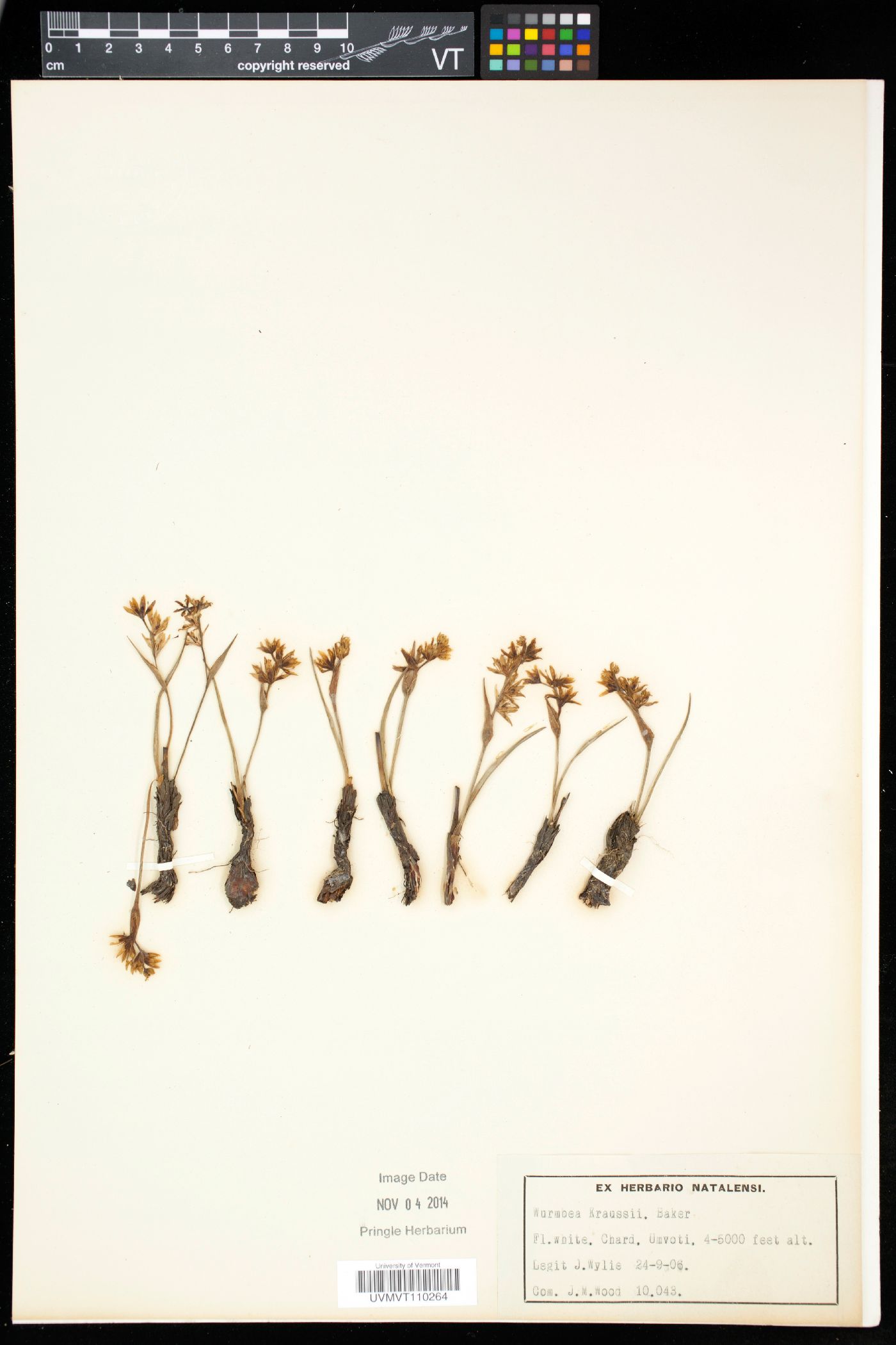 Wurmbea kraussii image