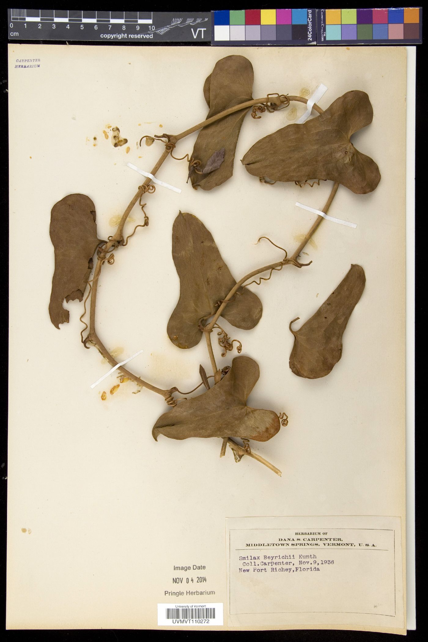 Smilax beyrichii image