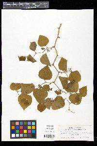 Smilax bona-nox image