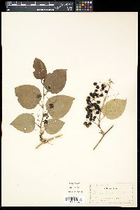 Smilax tamnoides image