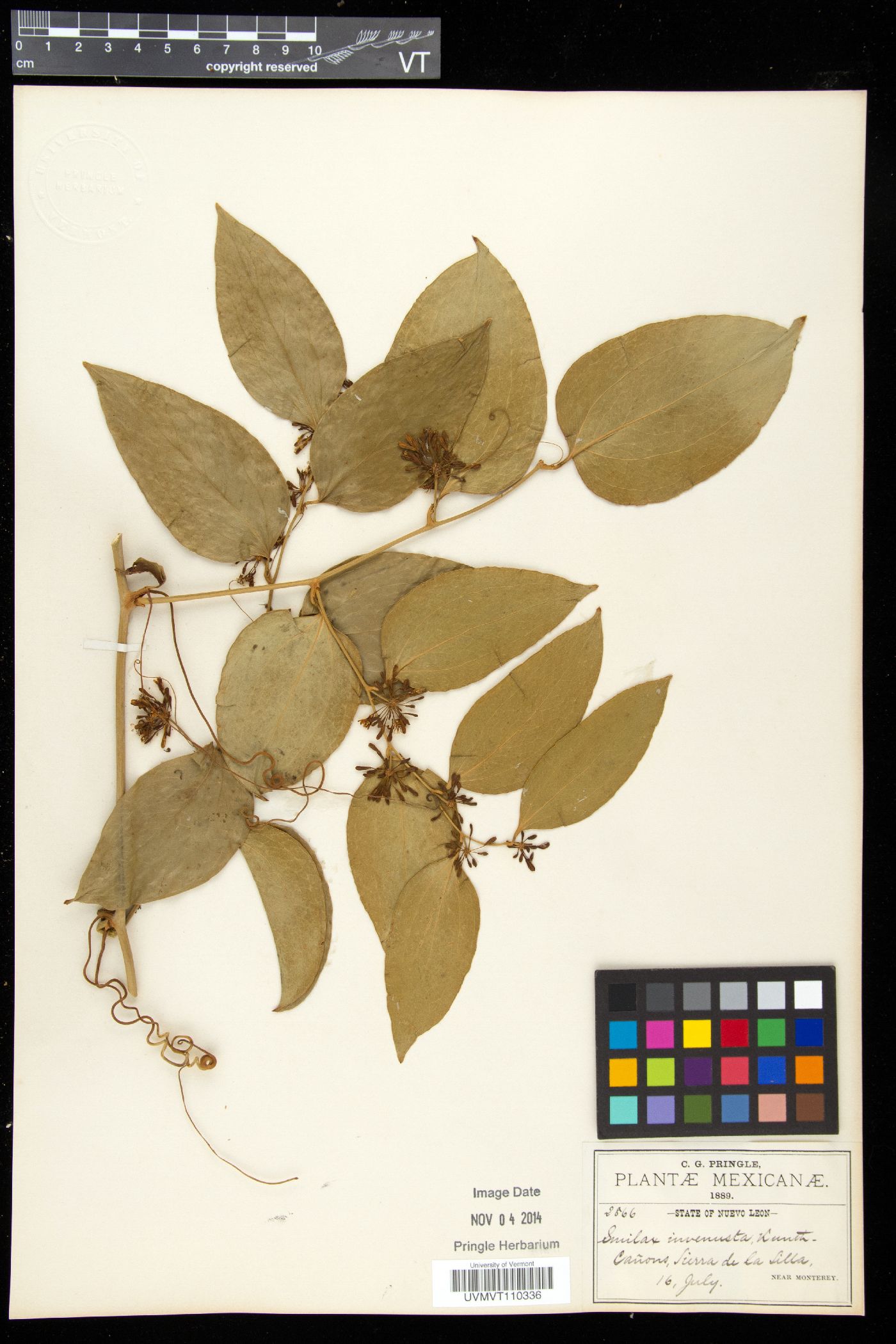 Smilax invenusta image