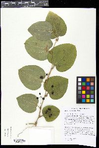 Smilax lasioneura image