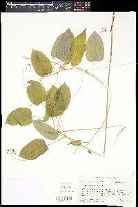 Smilax lasioneura image